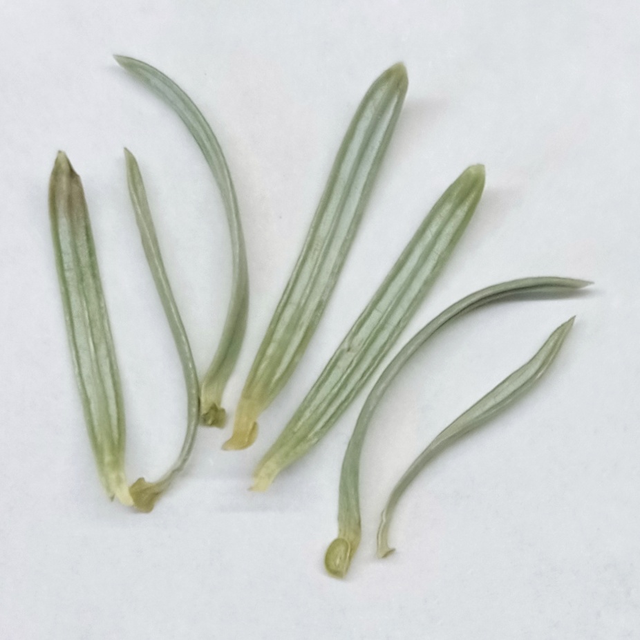 Голубая ель