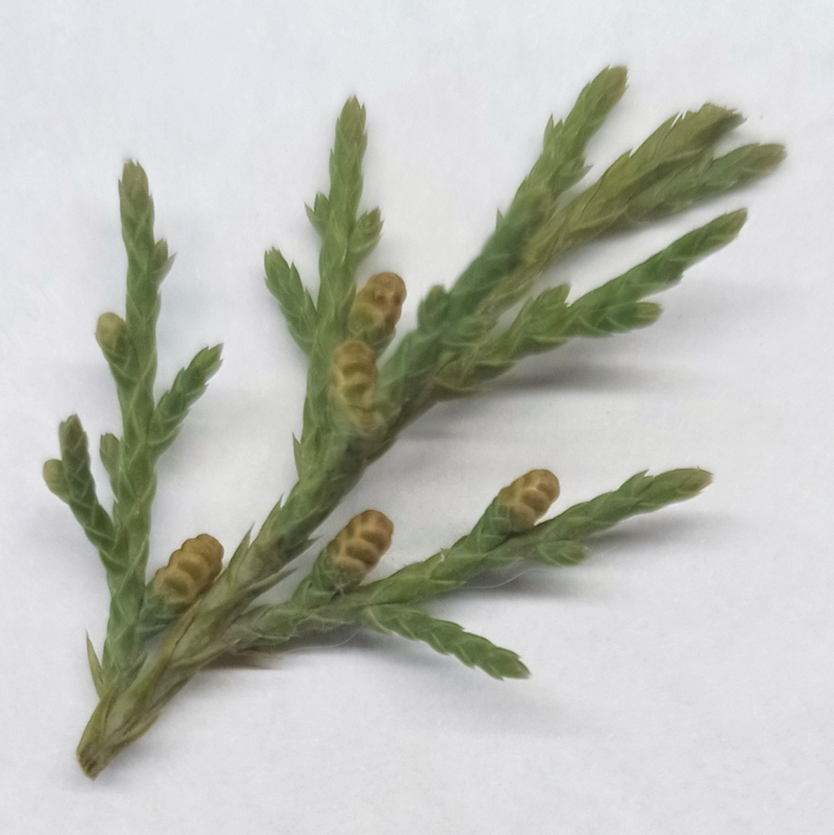 Можжевельник