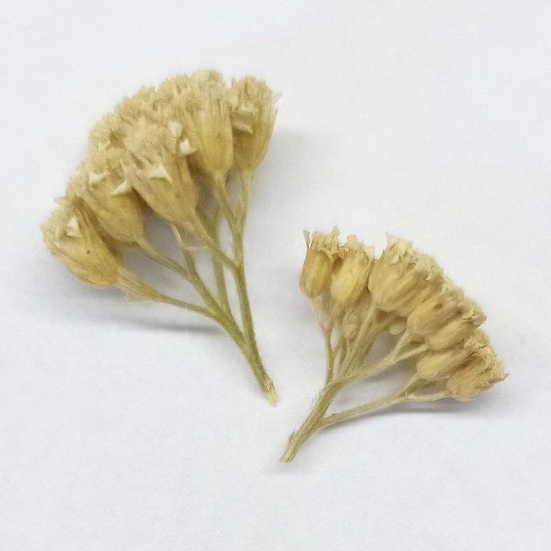 Тысячелистник