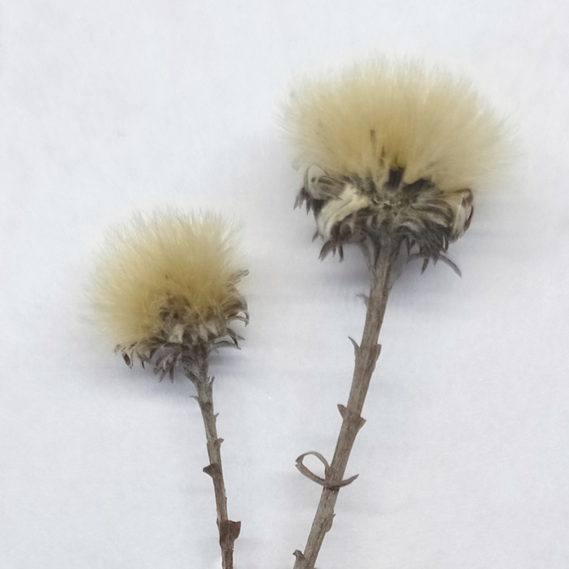 Мелколепестник